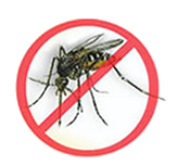 mosquito dengue